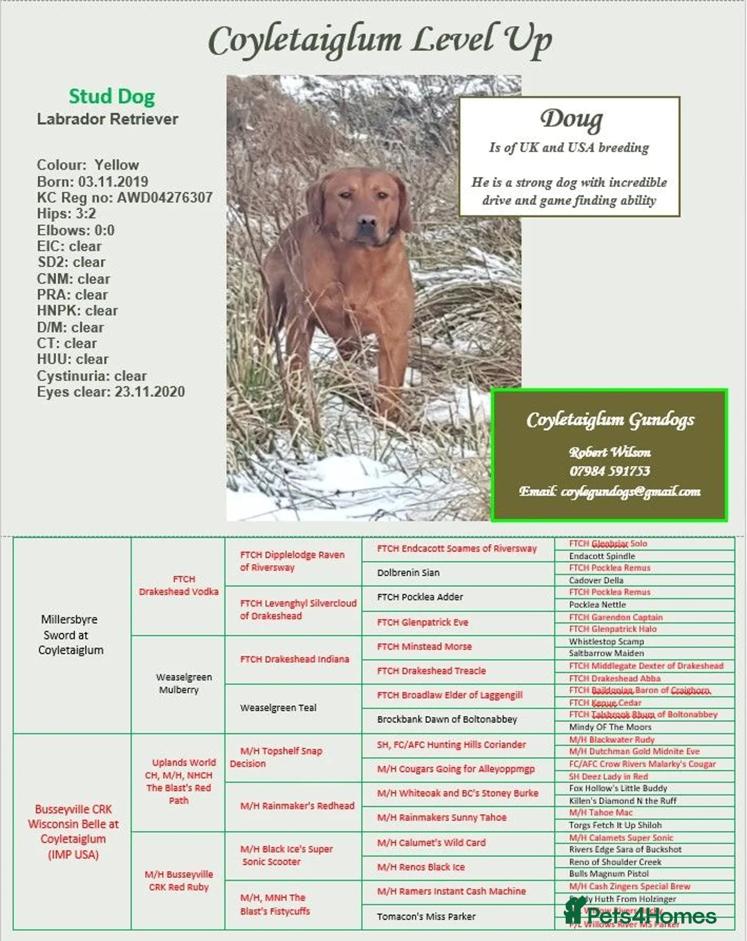 Labrador Retriever dogs for stud: Foxred labrador stud ayrshire - Advert 2