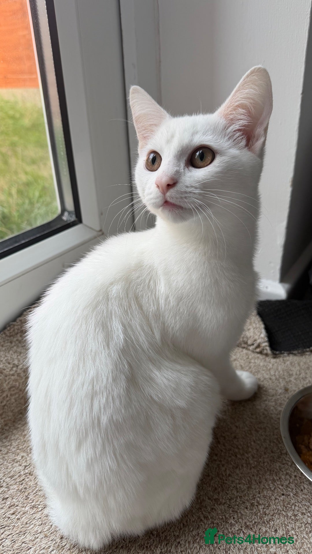 British Shorthair cats White kitten - Advert 5