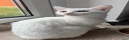 British Shorthair cats for sale: White kitten in Droitwich - Advert 1