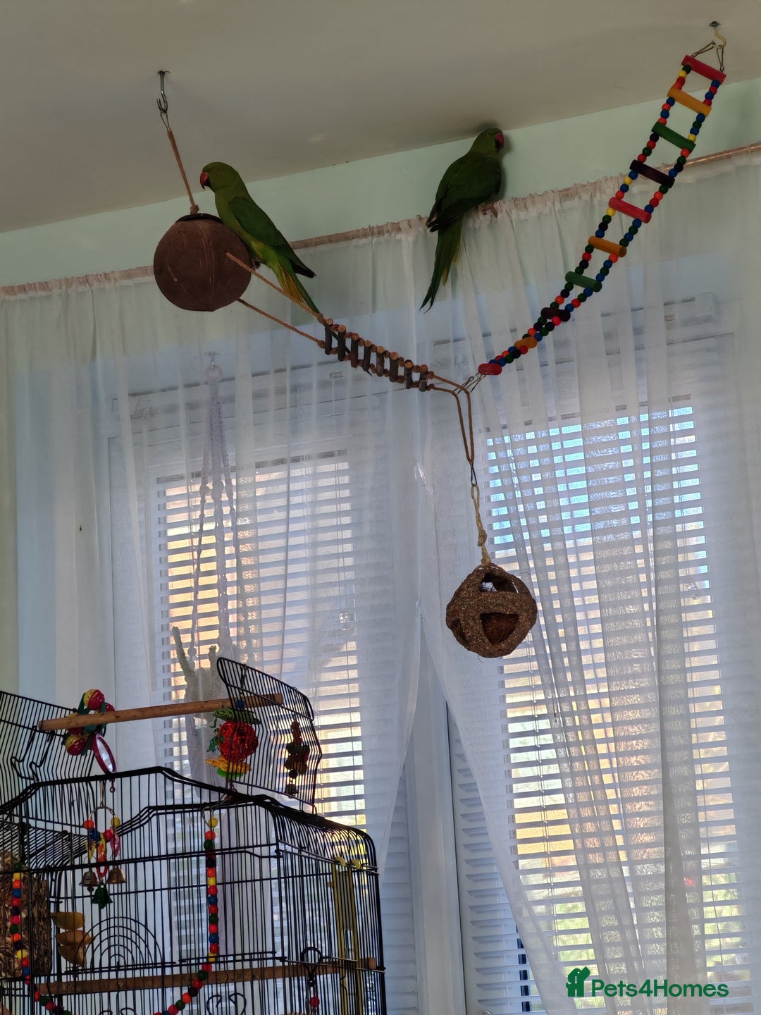 Ringnecks birds for sale: Ringneck mixed  - Advert 2