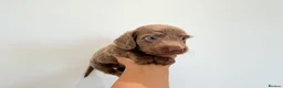 Miniature Dachshund dogs for sale: KC short haired and long haired puppies  - Advert 24