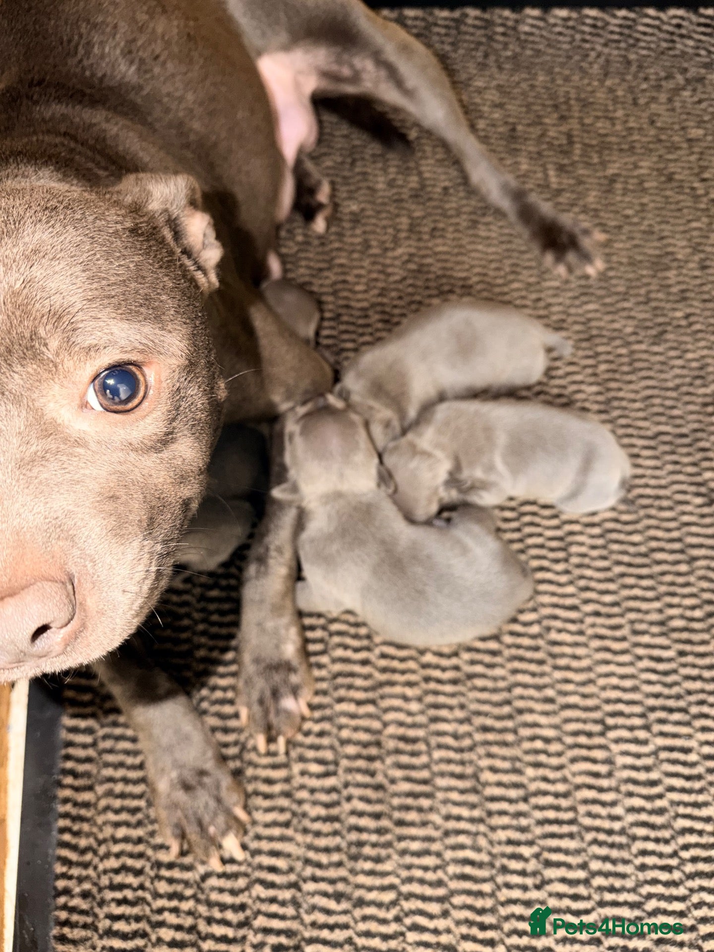 Staffordshire Bull Terrier dogs Traditional Blue Staffy 30+Champion Puppies  - Advert 2