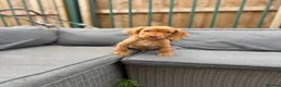 Cocker Spaniel dogs for sale: working cocker spaniels  - Advert 5