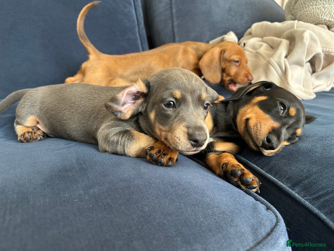 Miniature Dachshund dogs for sale: Miniature Dachshund Pups  in Banbury - Image 40
