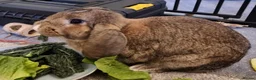 Mixed Breed rabbits for sale: Nugget in Oxford - Advert 1