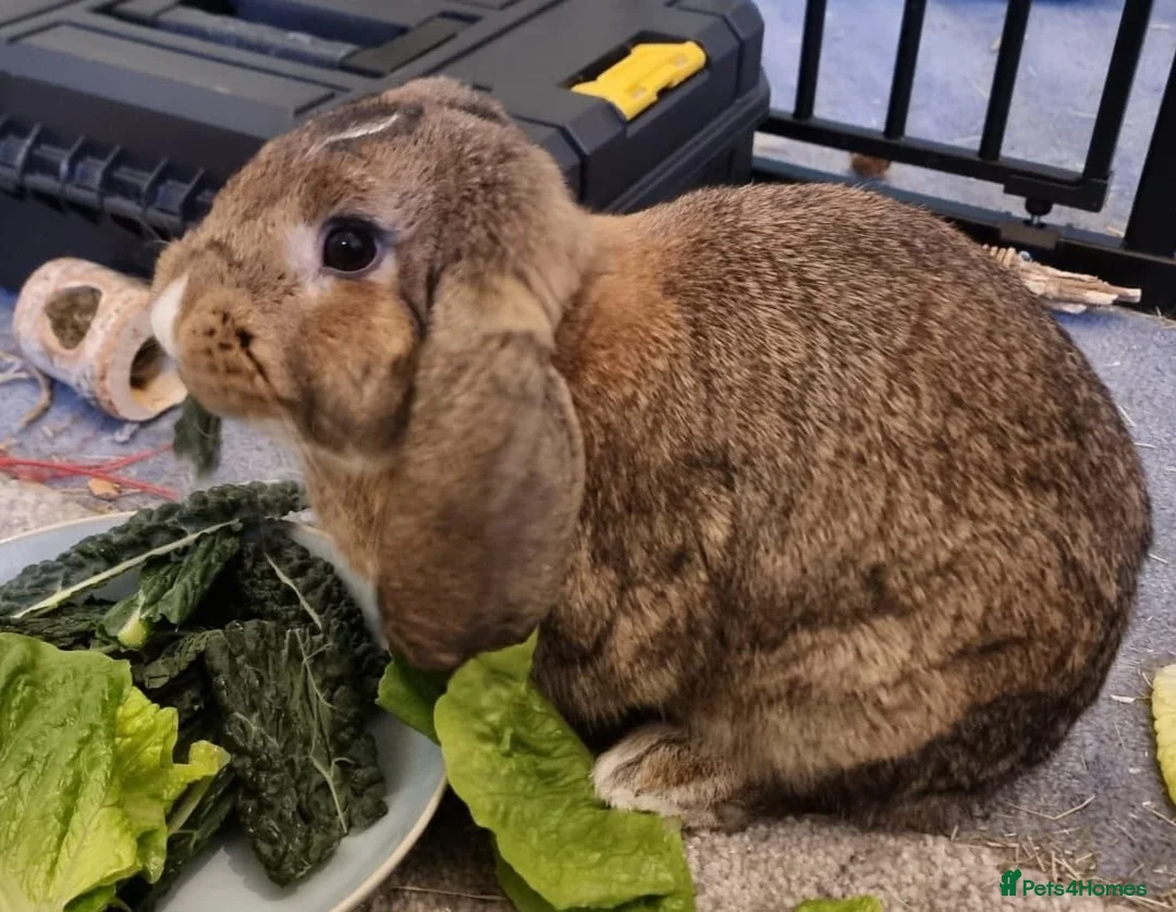 Mixed Breed rabbits for sale: Nugget in Oxford - Advert 1