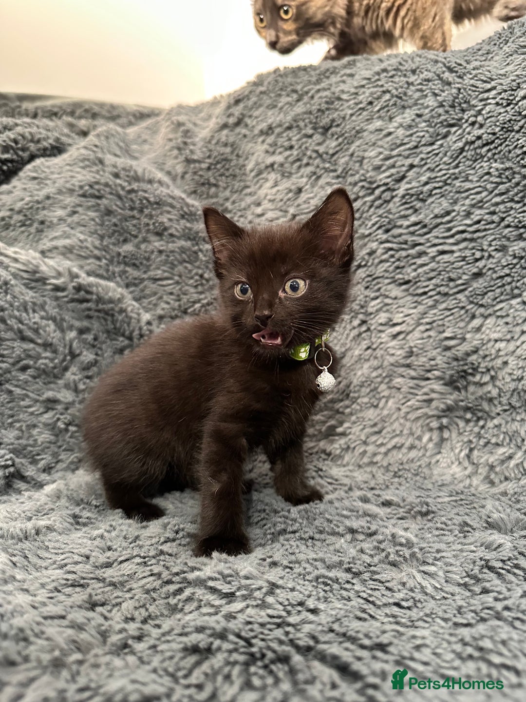 Mixed Breed cats for sale: 7 friendly kittens looking for forever homes - Image 10