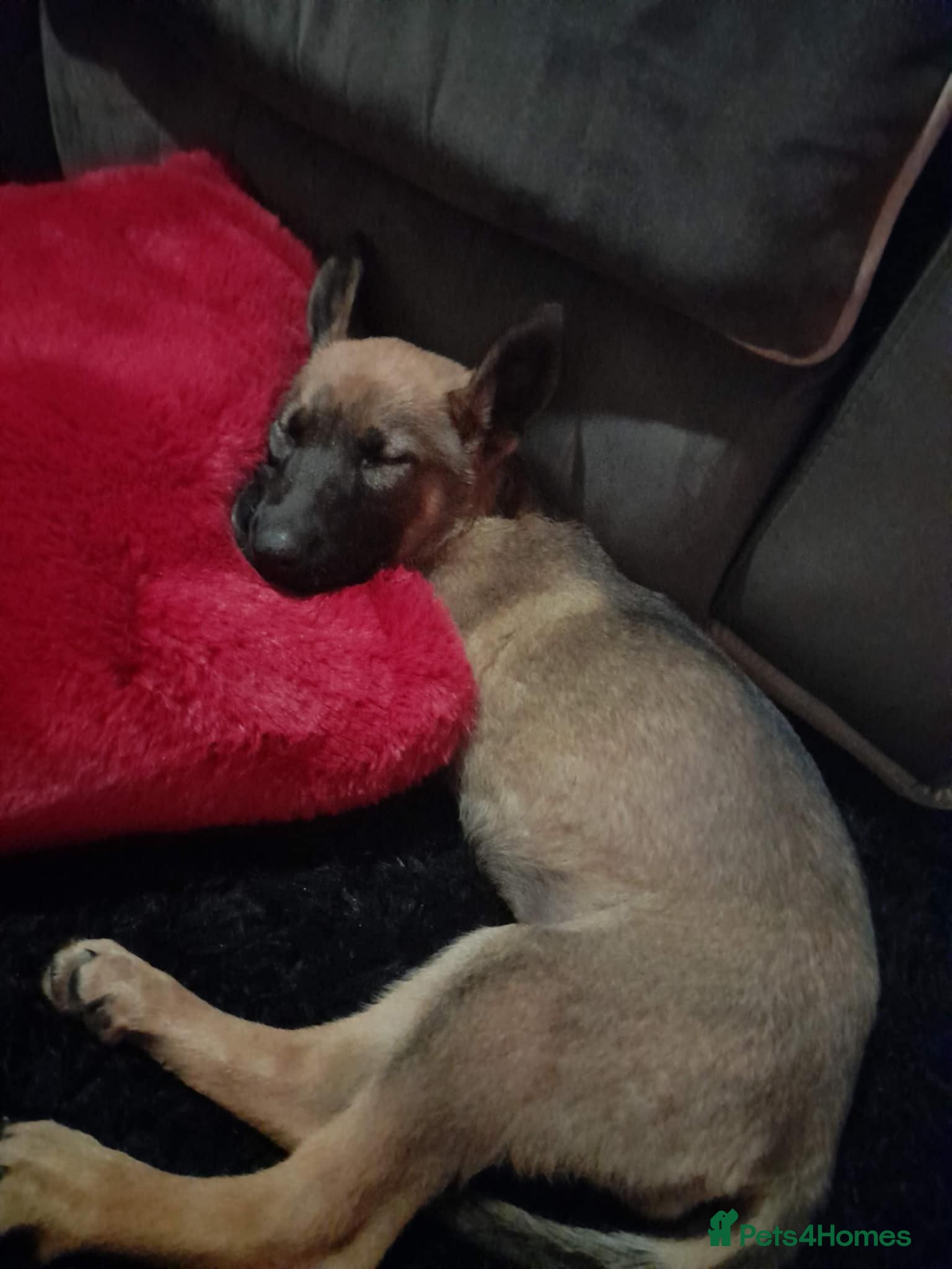 Mixed Breed dogs Female puppy  10 week GSD x Belgian Malinois - Advert 1