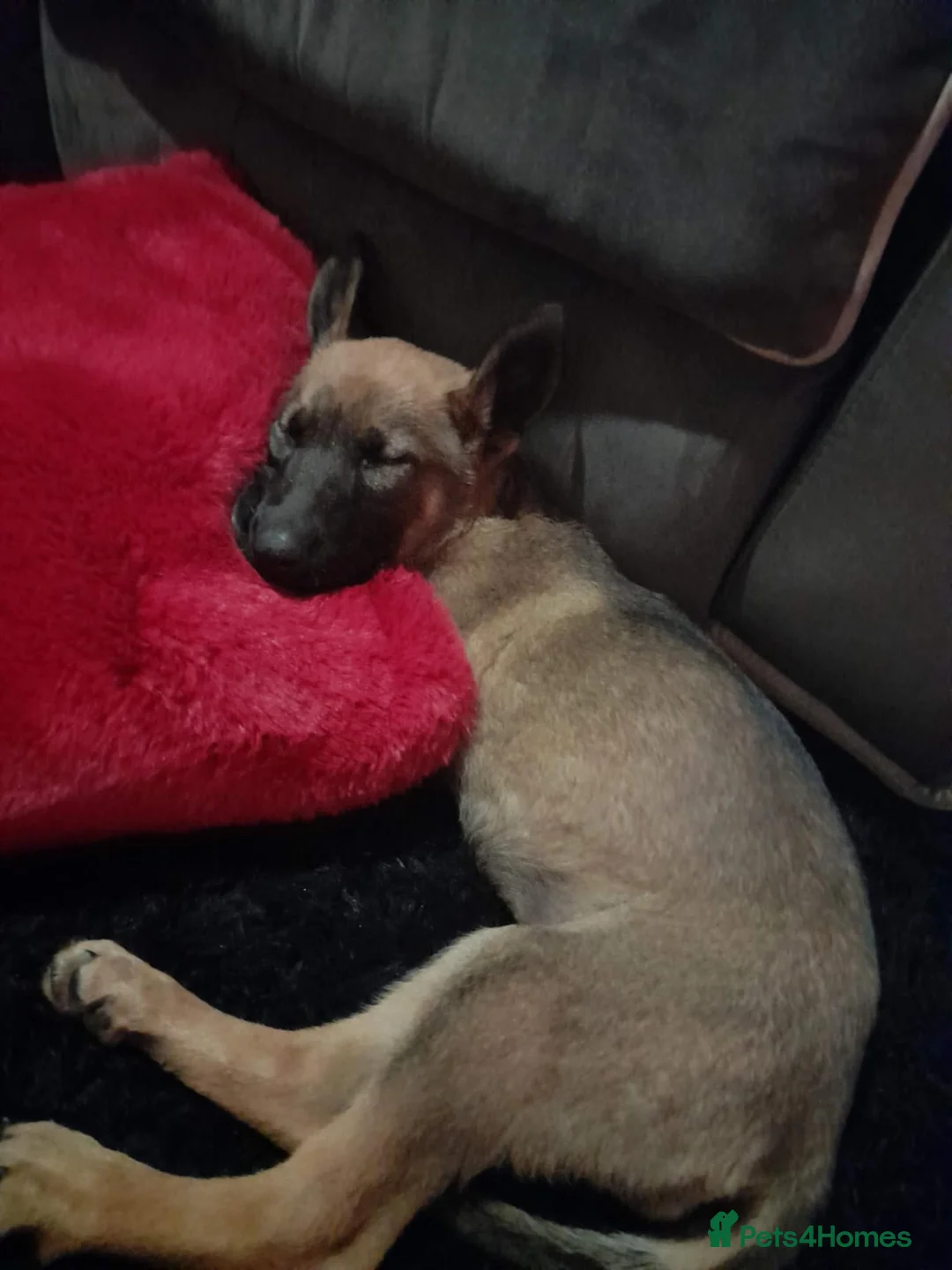 Mixed Breed dogs for sale: Female puppy  10 week GSD x Belgian Malinois - Advert 1