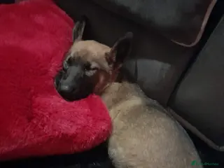 Mixed Breed dogs Female puppy 10 week GSD x Belgian Malinois - Advert 4