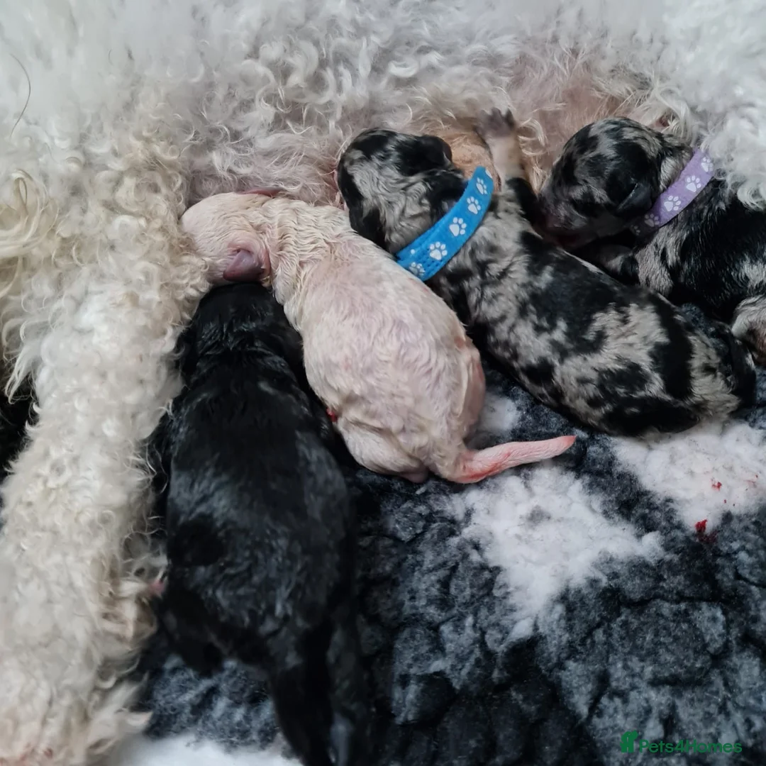 Miniature Poodle dogs for stud: Miniature poodle blue merle for stud in Bradford - Advert 6