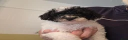 Toy Poodle dogs for sale: 🐩 Gorgeous Toy Poodle pups 🐩  - Advert 11