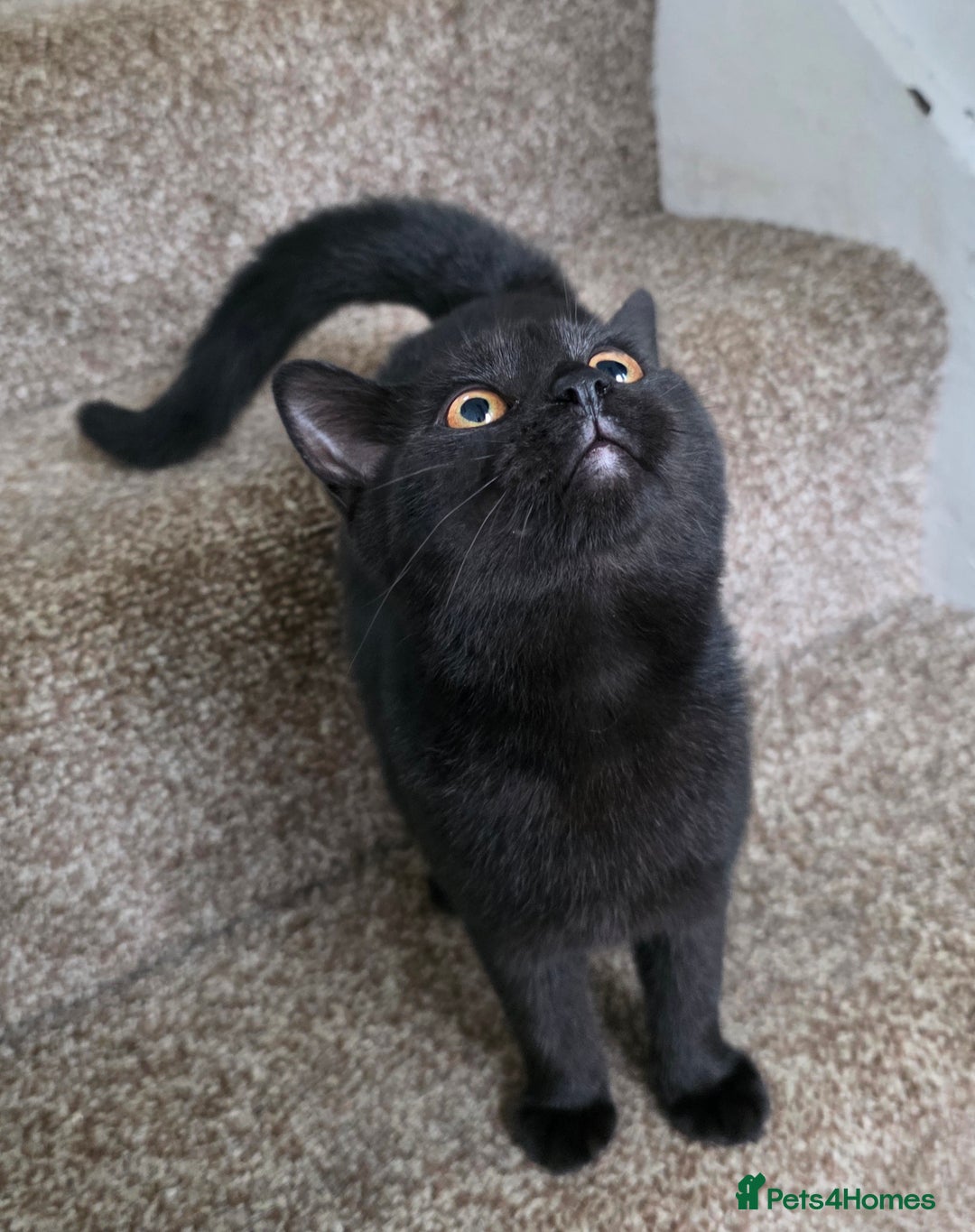 Mixed Breed cats for sale: LEFT ONE GIRL Beautiful Mixed British SH Kitten - Image 1