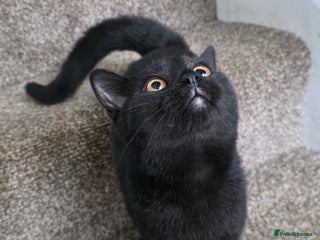 Mixed Breed cats - Advert 21