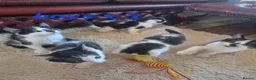 Mixed Breed cats for sale: 4 girls 4 boys 8 week old kittens  - Advert 8