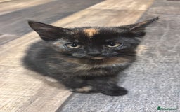 Mixed Breed cats for sale: 1 gorgeous tortie left read to leave this week  - Image 1