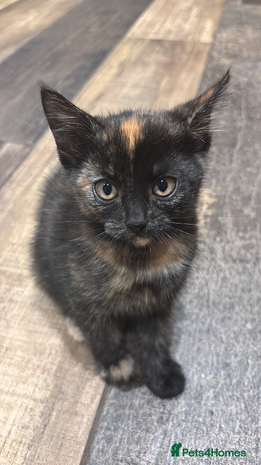 Mixed Breed cats for sale: 1 gorgeous tortie left read to leave this week  - Image 1