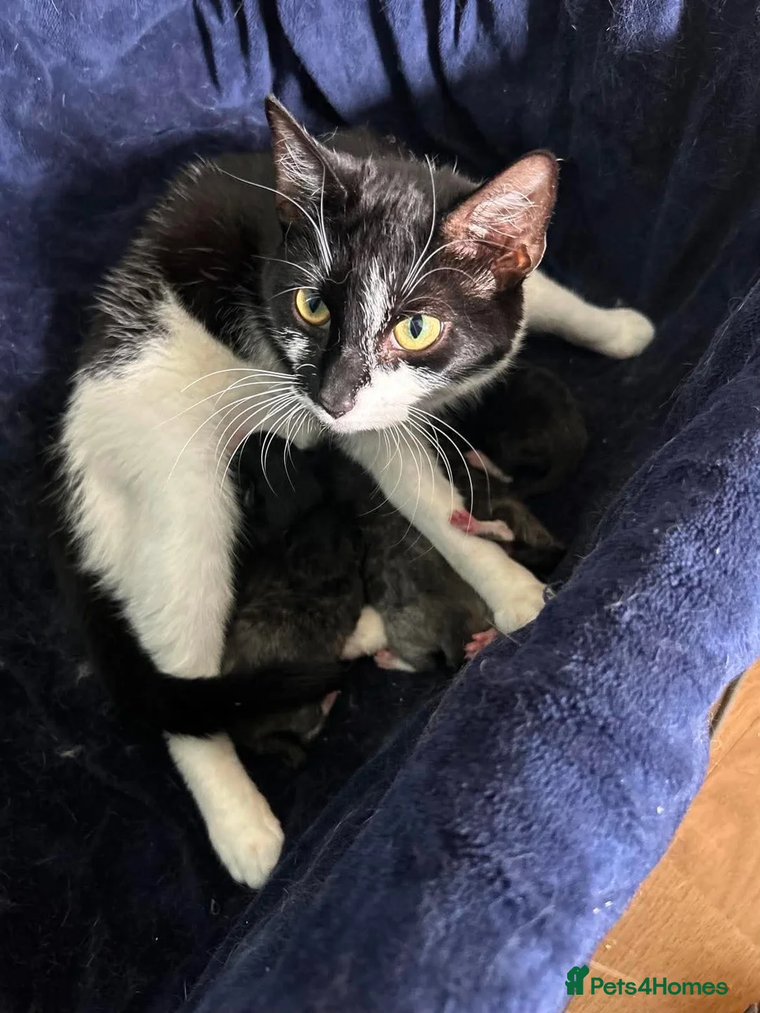 British Shorthair cats for sale: Male and Female British Shorthair Kittens in Evesham - Advert 2