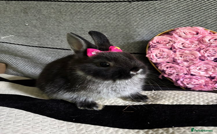 Netherland Dwarf rabbits - Advert 13