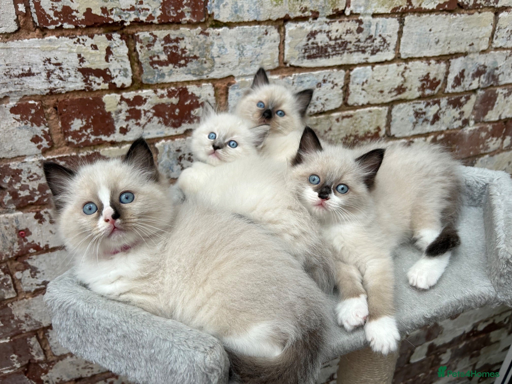 Ragdoll cats 🐾 Pure Ragdoll Kittens 🐾 - Advert 1