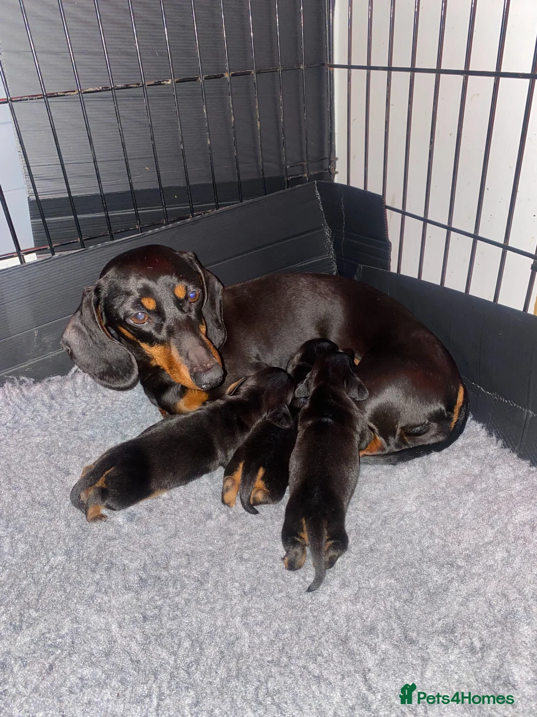 Miniature Dachshund dogs for sale: amazing  miniature dachshunds  - Advert 1