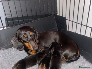 Miniature Dachshund dogs amazing miniature dachshunds - Advert 6