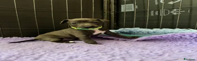 Blue  white trim (Green Collar)