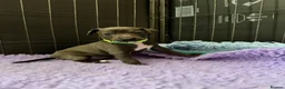 Italian Greyhound dogs for sale: 3/4 Italian Greyhound & 1/4 Whippet Puppies - Advert 11