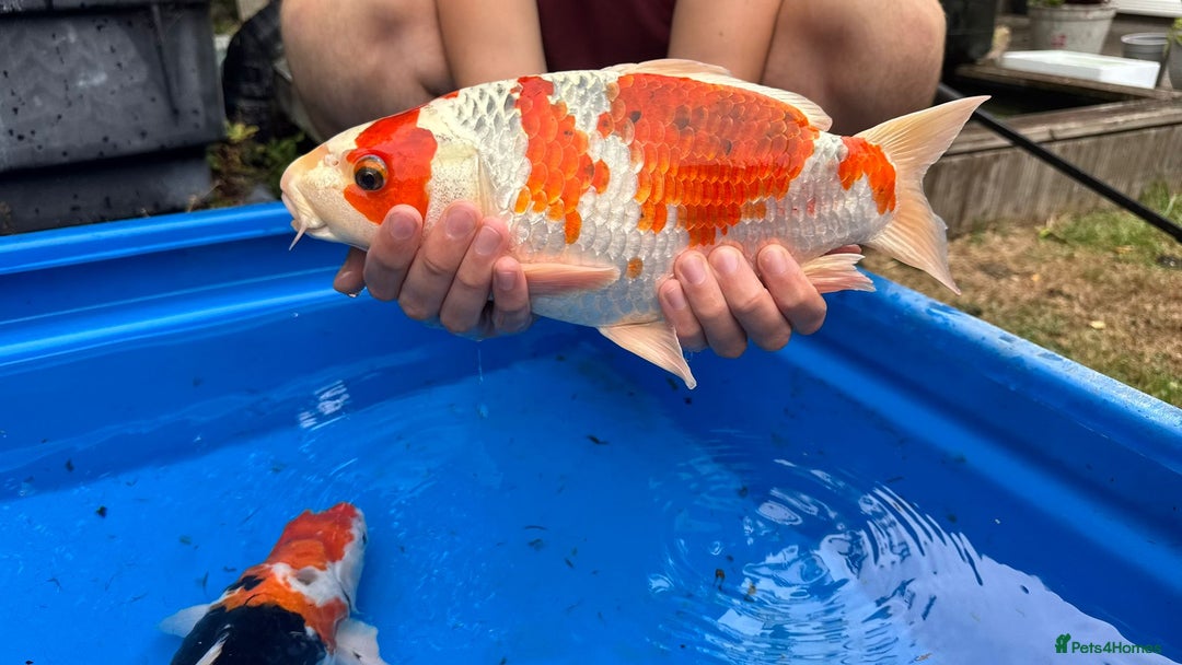 Koi Carp fish for sale: Koi and tench, see below for prices and details. - Image 4