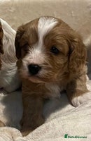 Cavapoo dogs - Advert 2