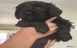 Mixed Breed dogs for sale: Beautiful cocker/cavapoo puppies  - Image 7