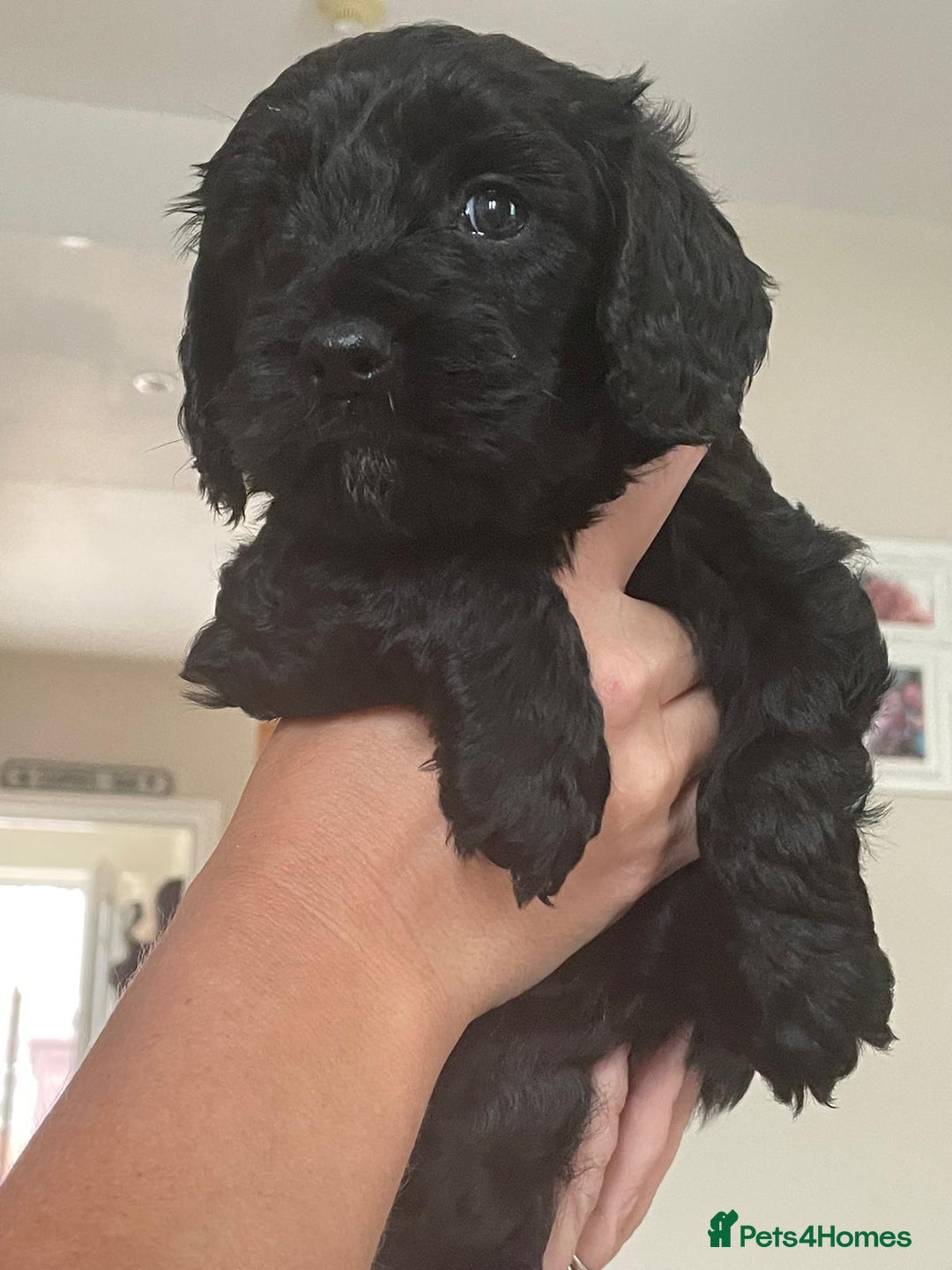 Mixed Breed dogs for sale: Beautiful cocker/cavapoo puppies  - Image 7