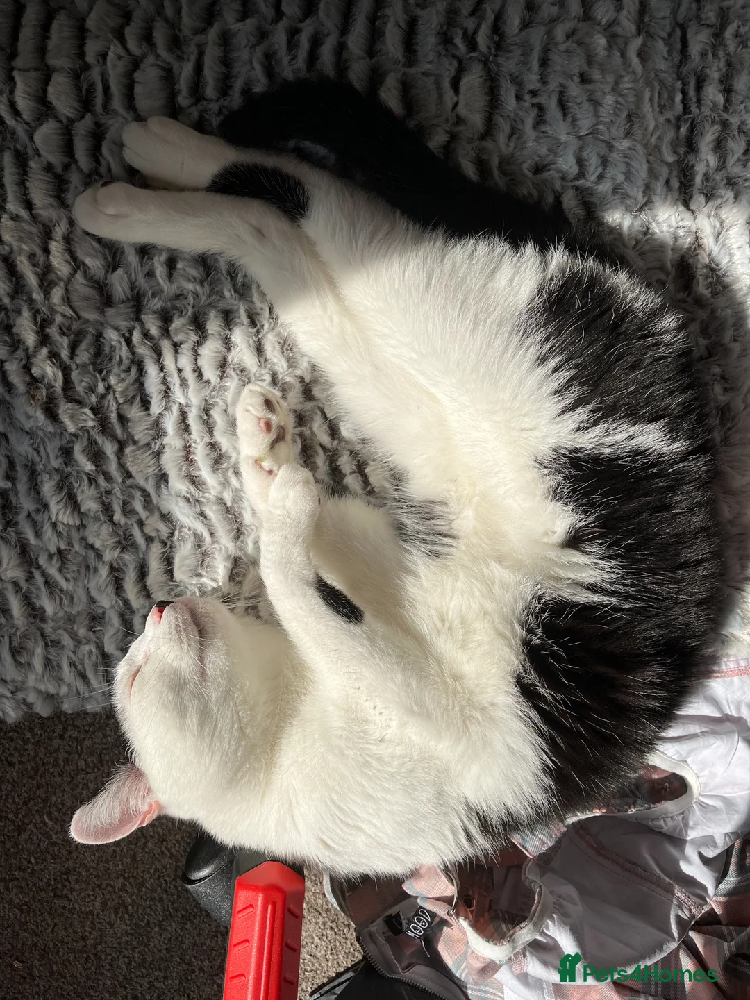 Domestic Shorthair cats for sale: Arthur - Advert 1