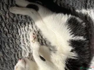 Domestic Shorthair cats Arthur - Advert 6