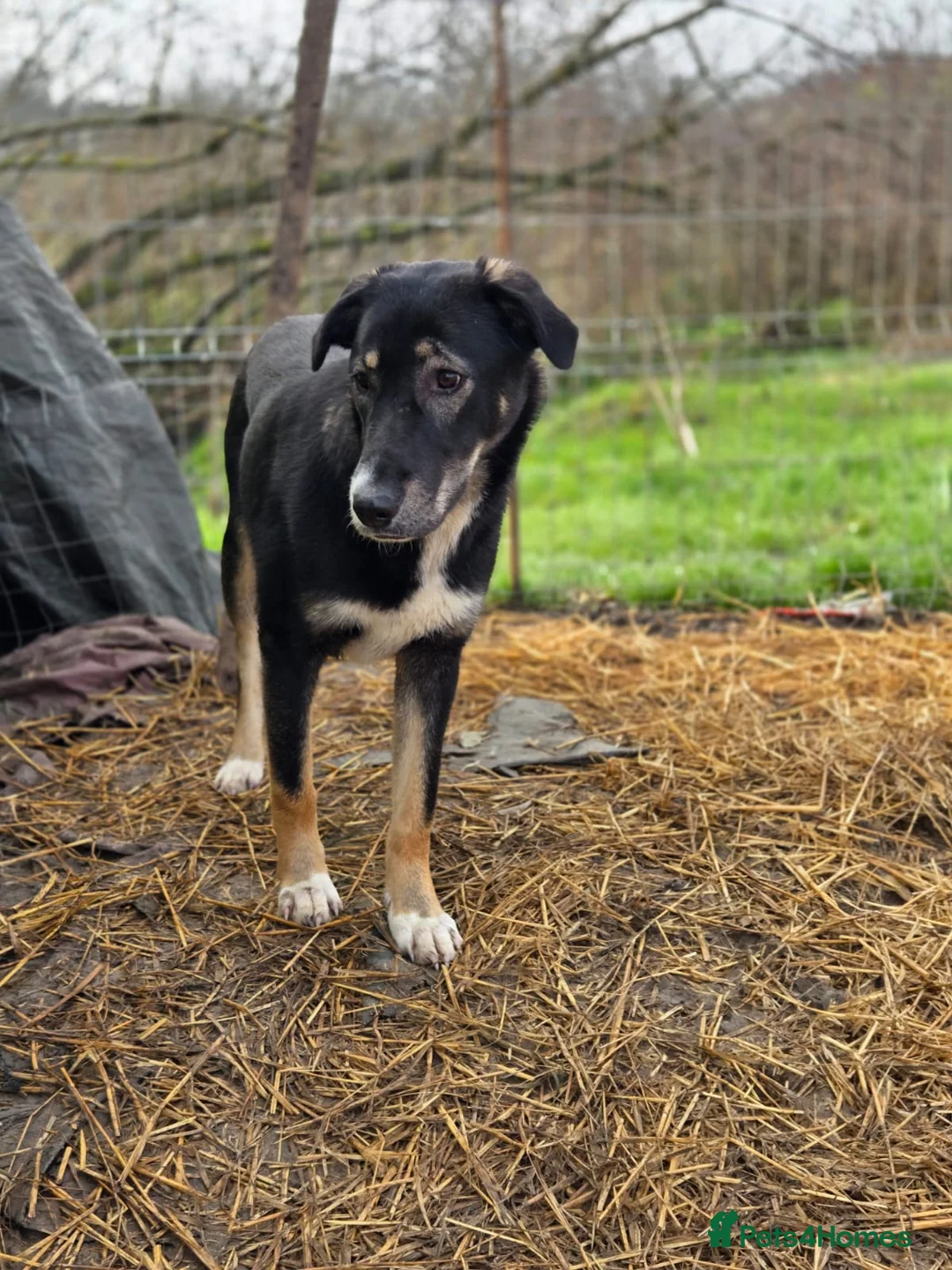 Mixed Breed dogs for adoption: 🐾 RONA -  a Lovely Girl, for a Loving Home🐾 - Advert 24