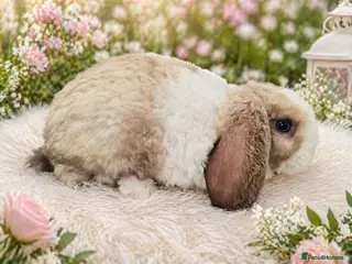 Mini Lop rabbits Execeptional baby mini plush lop baby BOY ready. - Advert 23