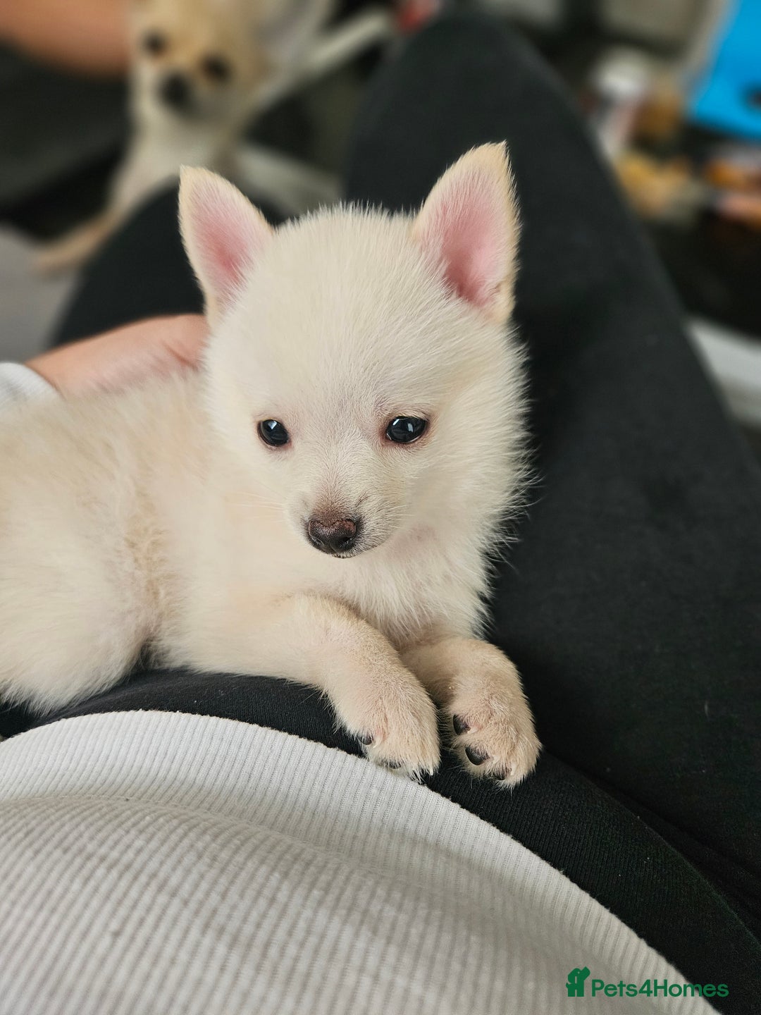 Pomchi dogs for sale: Pomeranian, fimele - Image 2