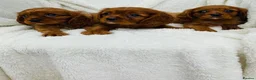 Cavalier King Charles Spaniel dogs for sale: Cavalier King Charles  in Deal - Advert 5