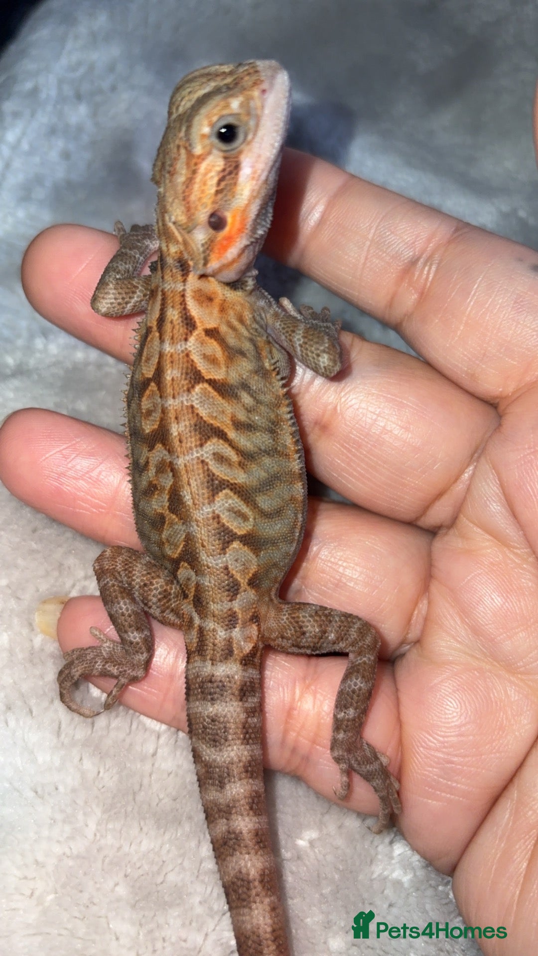 Bearded Dragon reptiles Beautiful translucent leatherback girl  - Advert 17