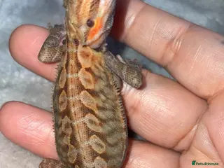 Bearded Dragon reptiles Beautiful translucent leatherback girl - Advert 17