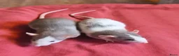Rat rodents for sale: Male and female Dumbo rats - Advert 4