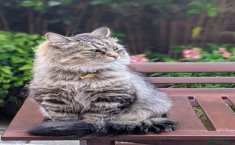 Siberian cats - Advert 3