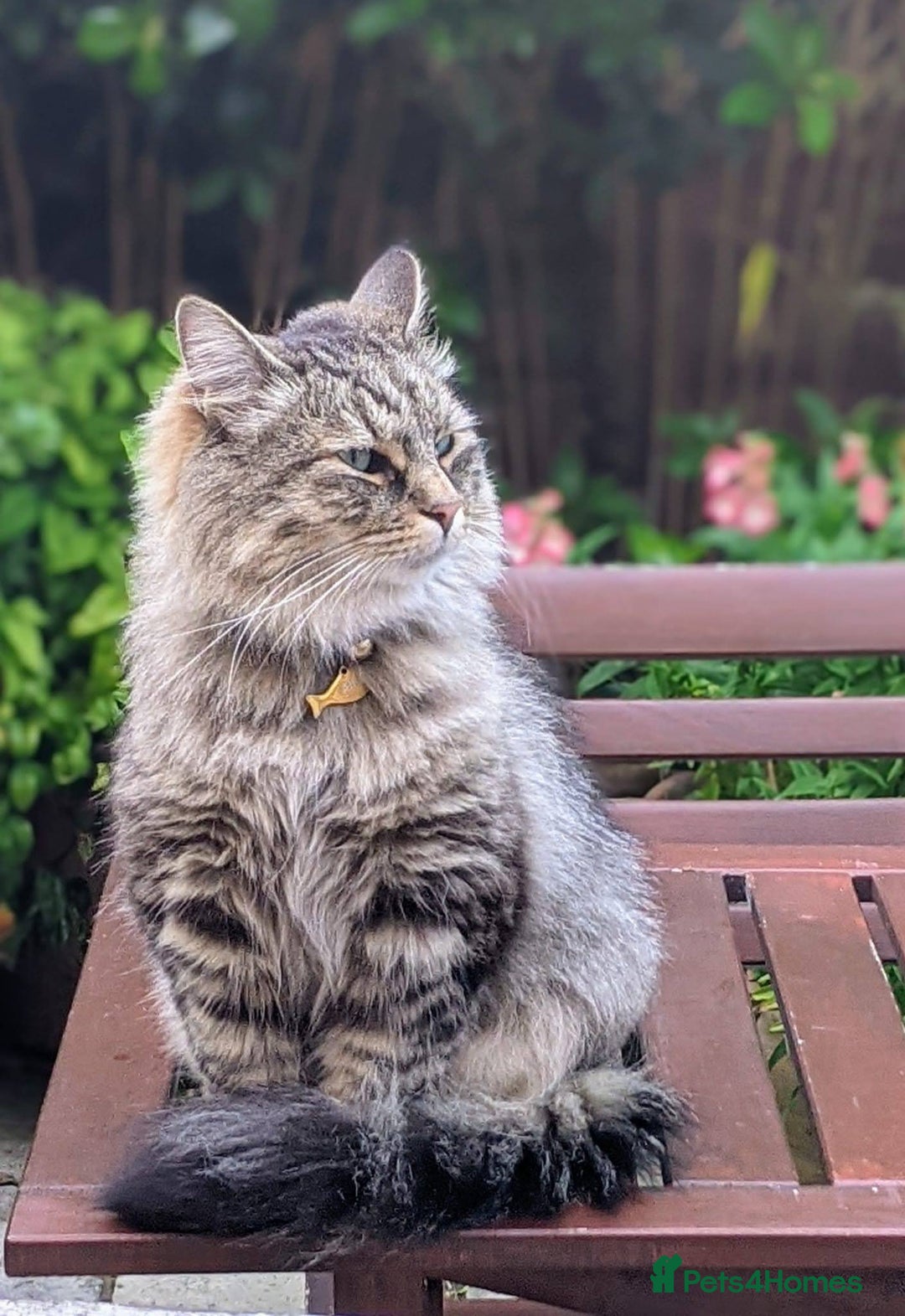 Siberian cats for sale: Siberian cat for sale - Advert 1