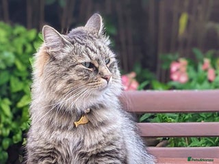 Siberian cats Siberian cat for sale - Advert 11