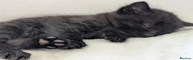 Black (With very subtle white on chest) 