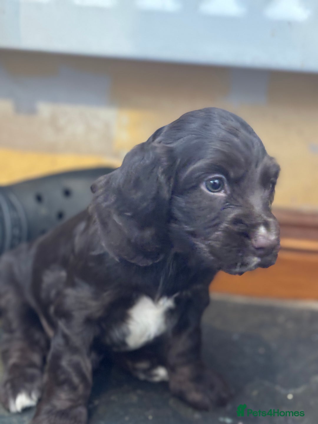 Cocker Spaniel dogs for sale: READY NOW lovely cocker spaniel pups  - Advert 6