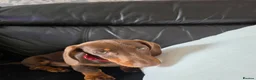 Dachshund dogs for sale: Dachshund  - Advert 5