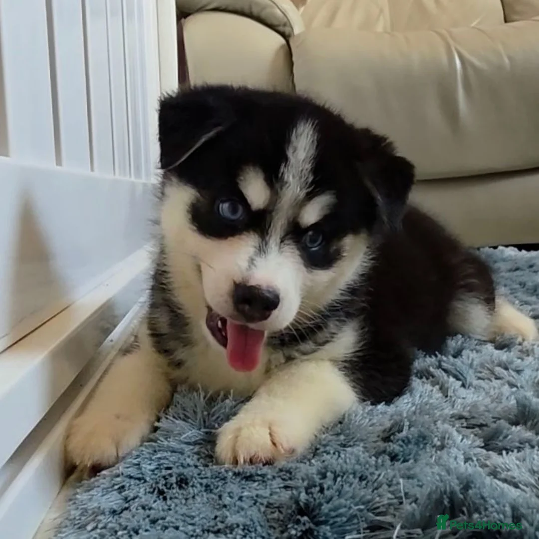Pomsky dogs for sale: Fully Vaccinated! Ready Now - F3 Pomsky Puppies - Advert 2