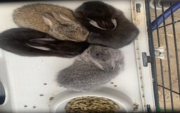 Netherland Dwarf rabbits for sale: Gorgeous Netherland Dwarf Rabbits - Available now - Image 3