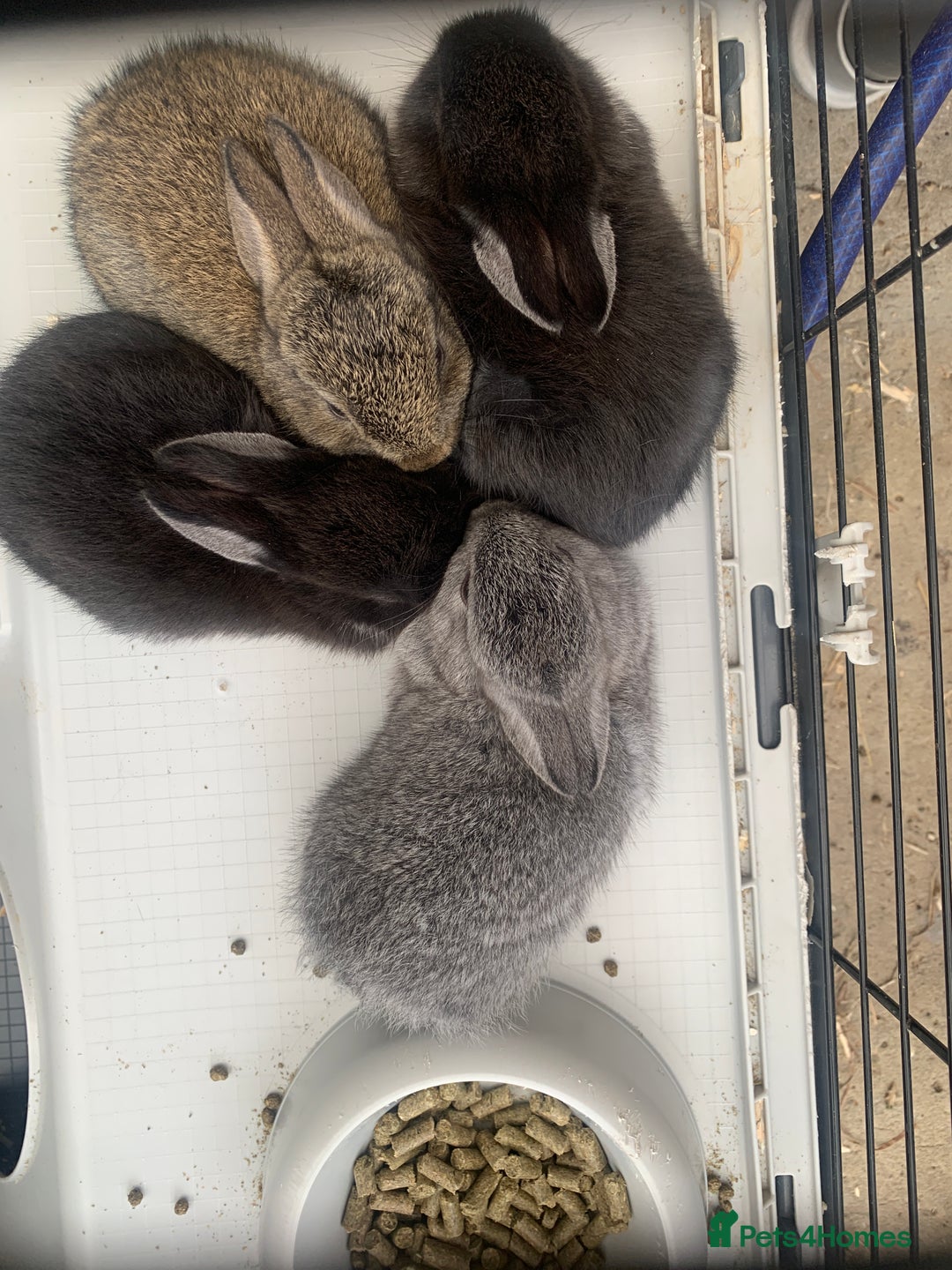 Netherland Dwarf rabbits for sale: Gorgeous Netherland Dwarf Rabbits - Available now - Image 3